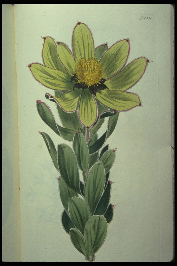 394014 Leucandendron Grandiflora A4 Photo Print