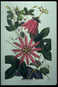 394016 Passiflora Kermesina A4 Photo Print