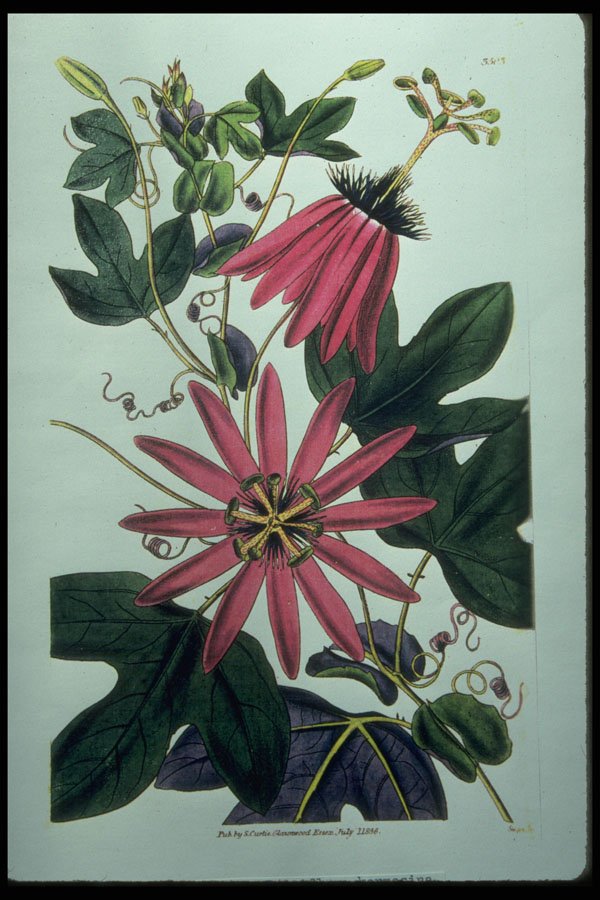 394016 Passiflora Kermesina A4 Photo Print