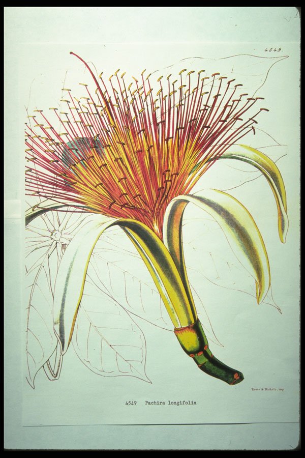 394017 Pachira Longifolia A4 Photo Print