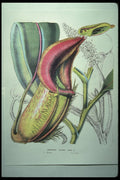 394020 Nepenthes Villosa A4 Photo Print