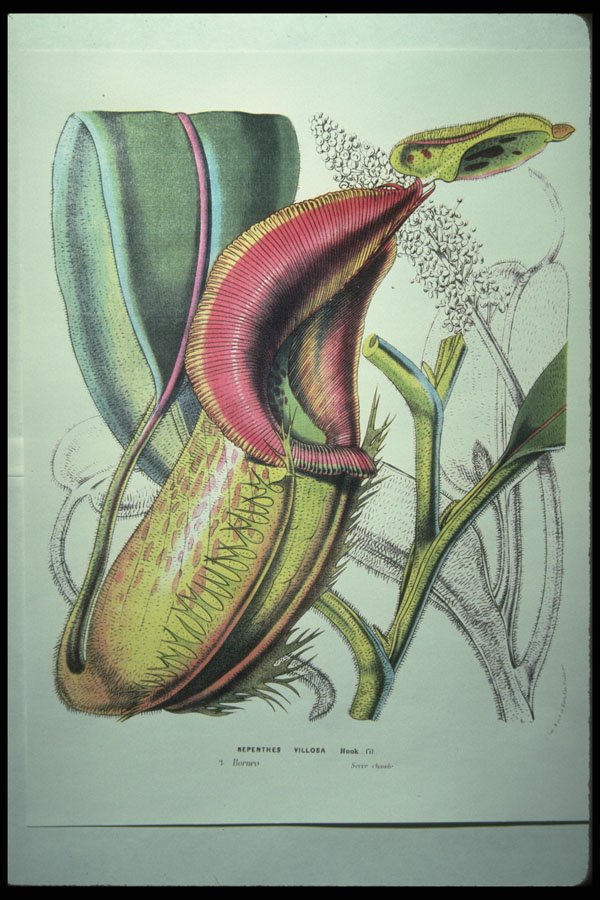 394020 Nepenthes Villosa A4 Photo Print