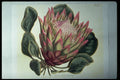 394022 Protea Cynaroides A4 Photo Print