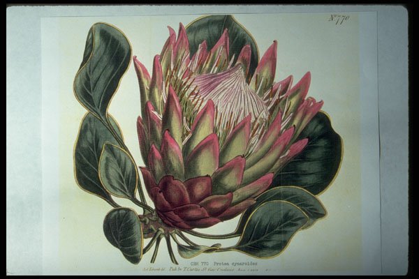 394022 Protea Cynaroides A4 Photo Print
