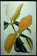394023 Combretum Fruticuscum A4 Photo Print