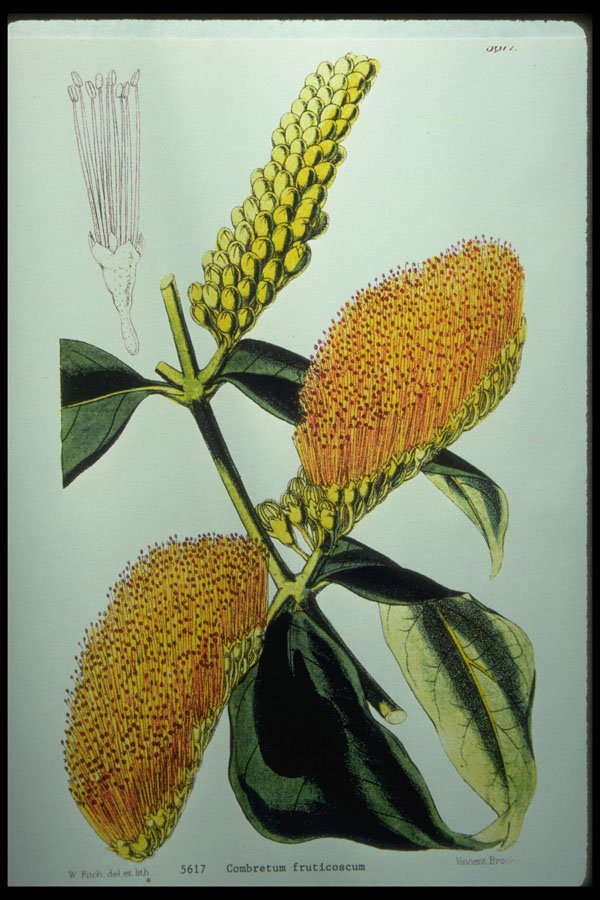 394023 Combretum Fruticuscum A4 Photo Print