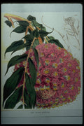 394024 Brownea Grandiceps A4 Photo Print