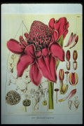 394026 Phaeomeriam Magnifica A4 Photo Print