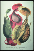 394027 Nepenthes Albo marginata A4 Photo Print