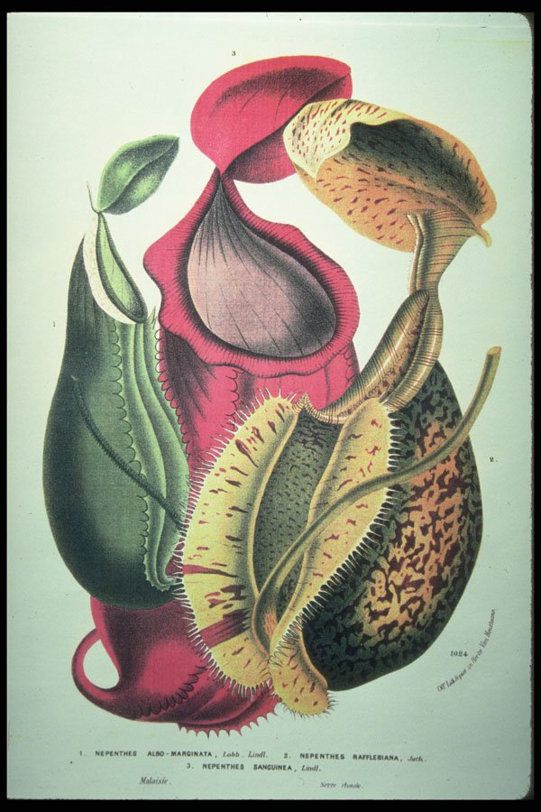 394027 Nepenthes Albo marginata A4 Photo Print