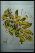 394028 Cattleya Grandulosa A4 Photo Print