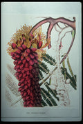 394029 Colvillea Racemosa A4 Photo Print