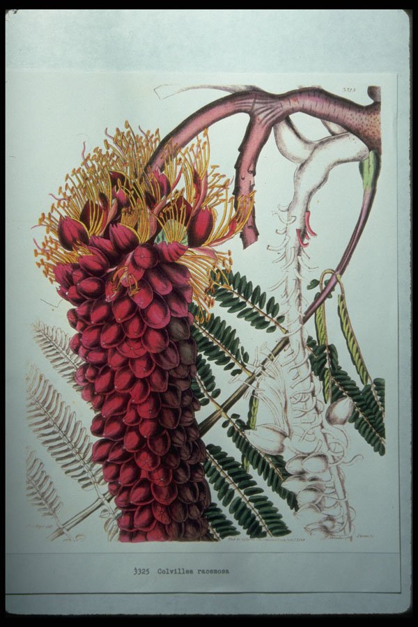 394029 Colvillea Racemosa A4 Photo Print