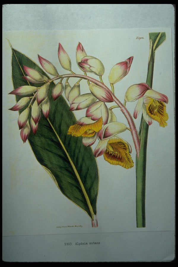 394030 Alpinia Nutans A4 Photo Print
