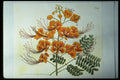 394031 Poinciana Pulcherrima A4 Photo Print