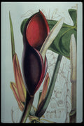 394032 Philodendron Erubescens A4 Photo Print