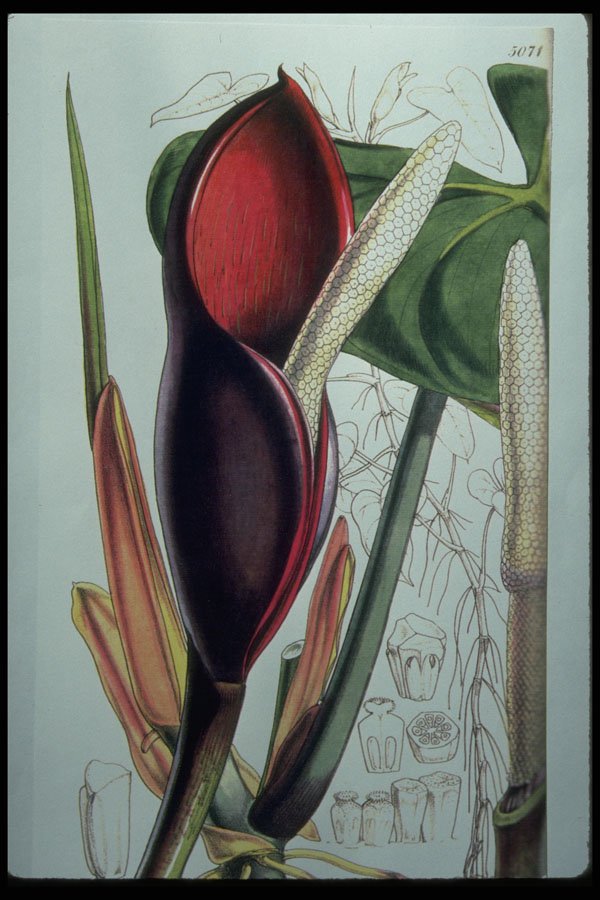 394032 Philodendron Erubescens A4 Photo Print