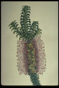 394033 Beaufortia Decussata A4 Photo Print