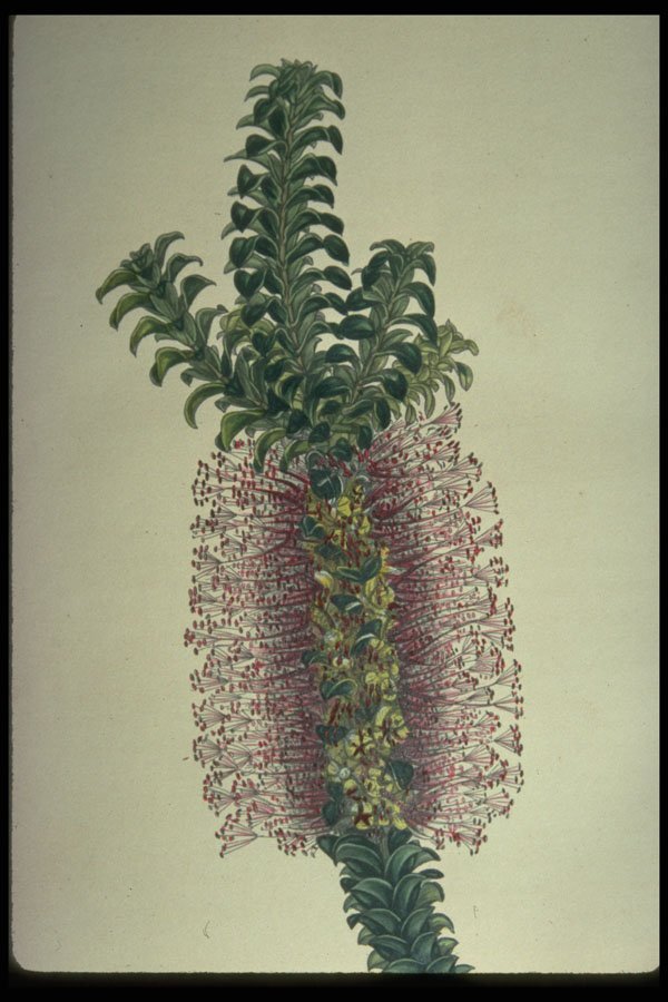 394033 Beaufortia Decussata A4 Photo Print