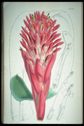 394034 Billbergia Thyrsoidea A4 Photo Print