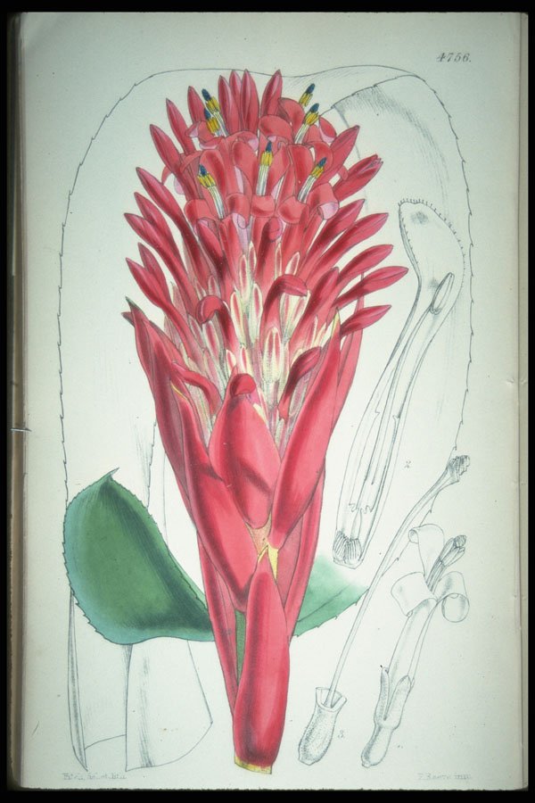 394034 Billbergia Thyrsoidea A4 Photo Print
