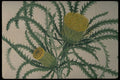 394035 Dryandra Longifolia A4 Photo Print