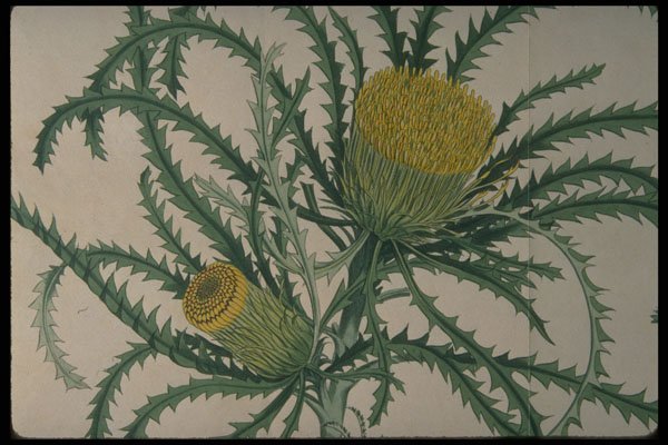 394035 Dryandra Longifolia A4 Photo Print
