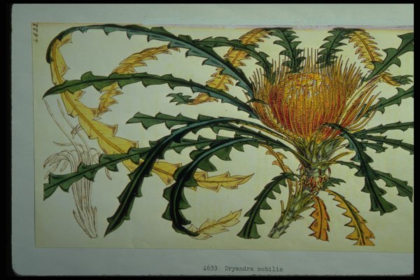 394036 Dryandra Nobillis A4 Photo Print