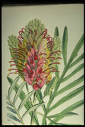 394037 Grevillea Banksil A4 Photo Print