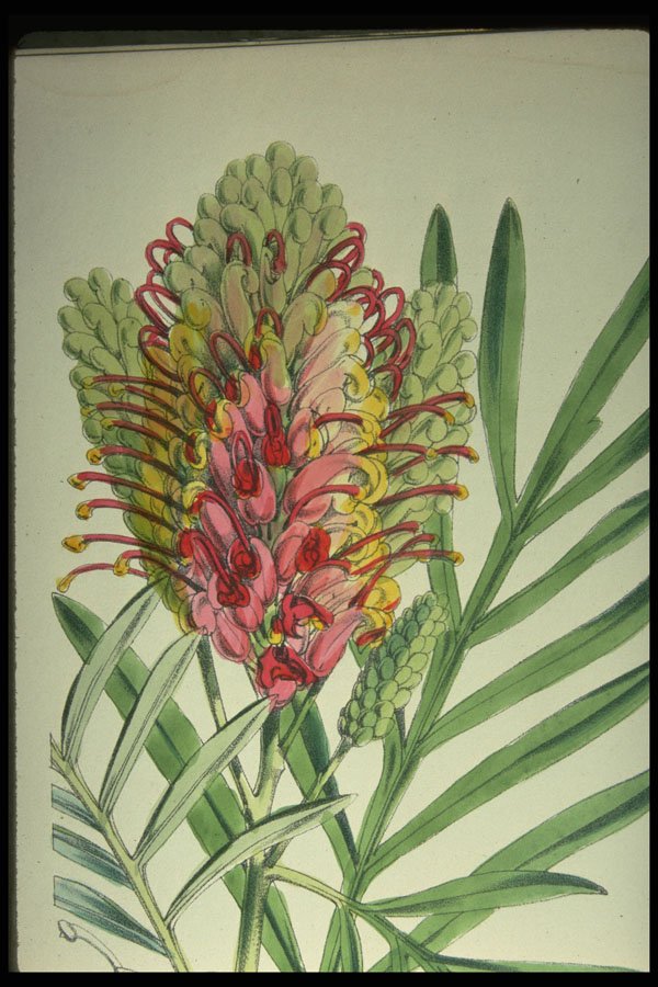 394037 Grevillea Banksil A4 Photo Print