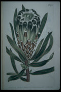 394038 Protea Villosa A4 Photo Print