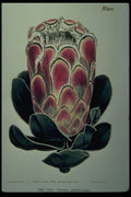 394039 Protea Grandiceps A4 Photo Print