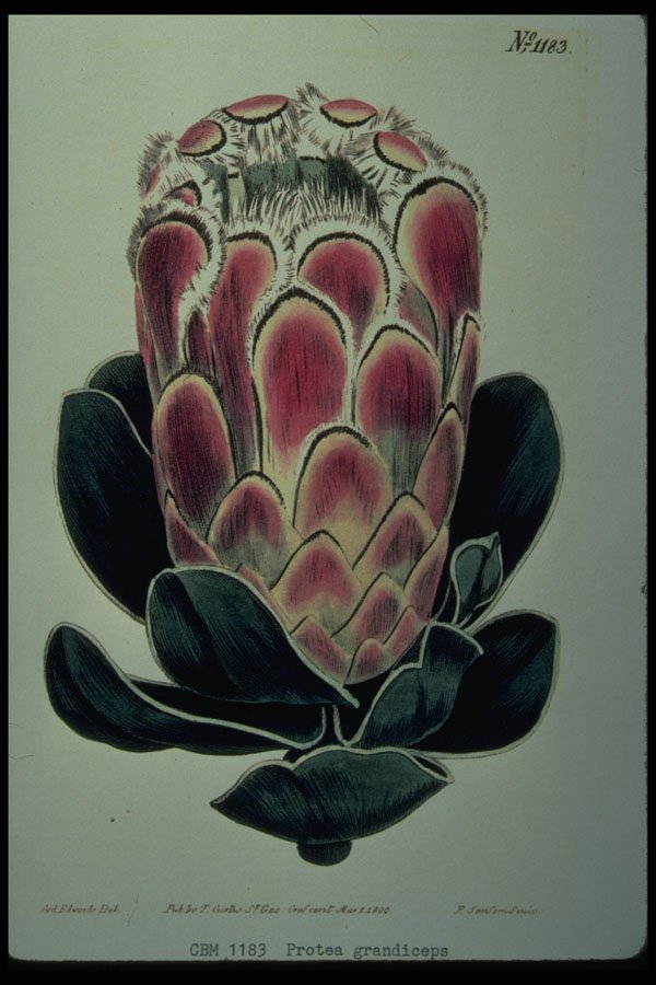 394039 Protea Grandiceps A4 Photo Print