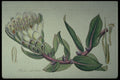 394040 Protea Ochroleucz A4 Photo Print