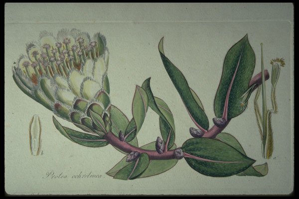 394040 Protea Ochroleucz A4 Photo Print