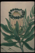 394041 Protea Nitida A4 Photo Print