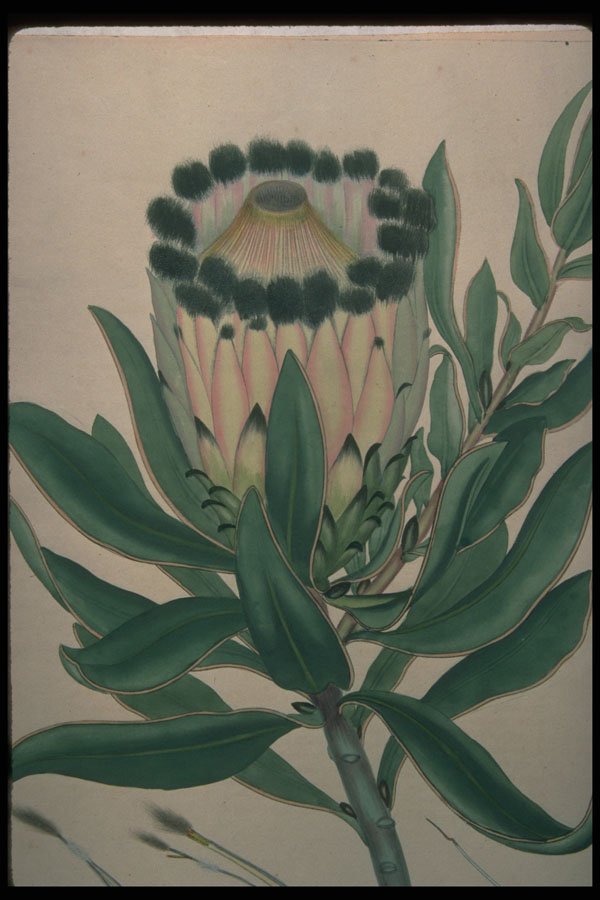 394041 Protea Nitida A4 Photo Print