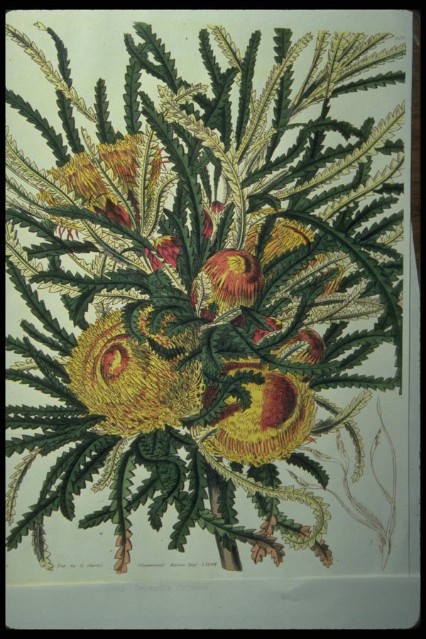394042 Dryandra Formosa A4 Photo Print