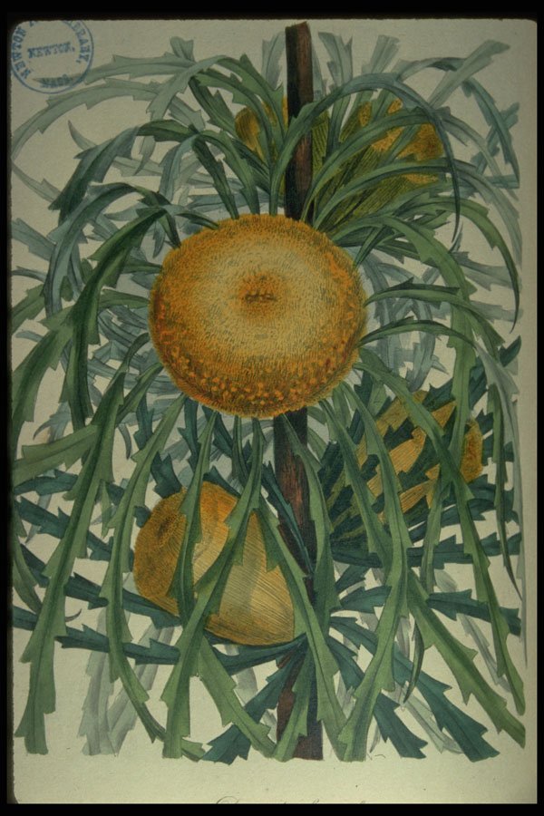 394043 Dryandra Longifolia A4 Photo Print