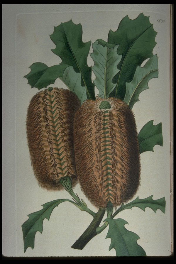 394044 Banksia Quercifolia A4 Photo Print