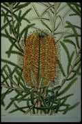 394045 Banksia Littoralis A4 Photo Print