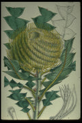394046 Banksia Victoriae A4 Photo Print