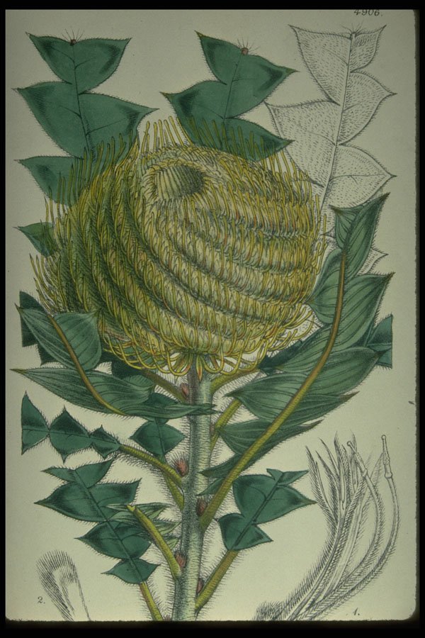 394046 Banksia Victoriae A4 Photo Print