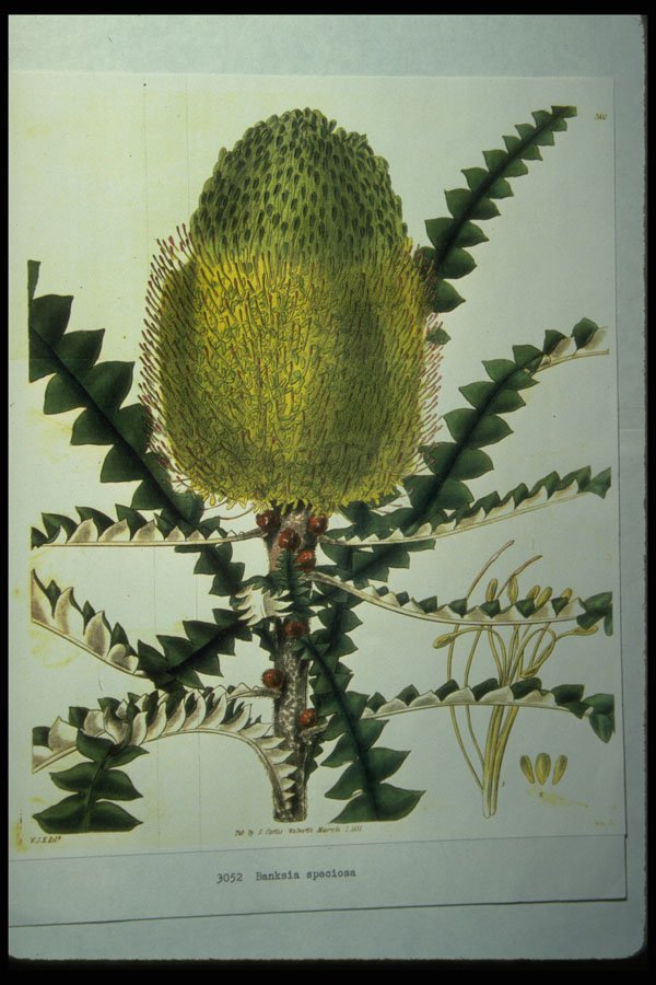 394047 Banksia Speciosa A4 Photo Print