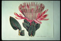 394049 Protea Latifolia A4 Photo Print
