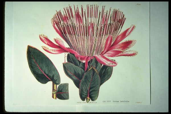 394049 Protea Latifolia A4 Photo Print