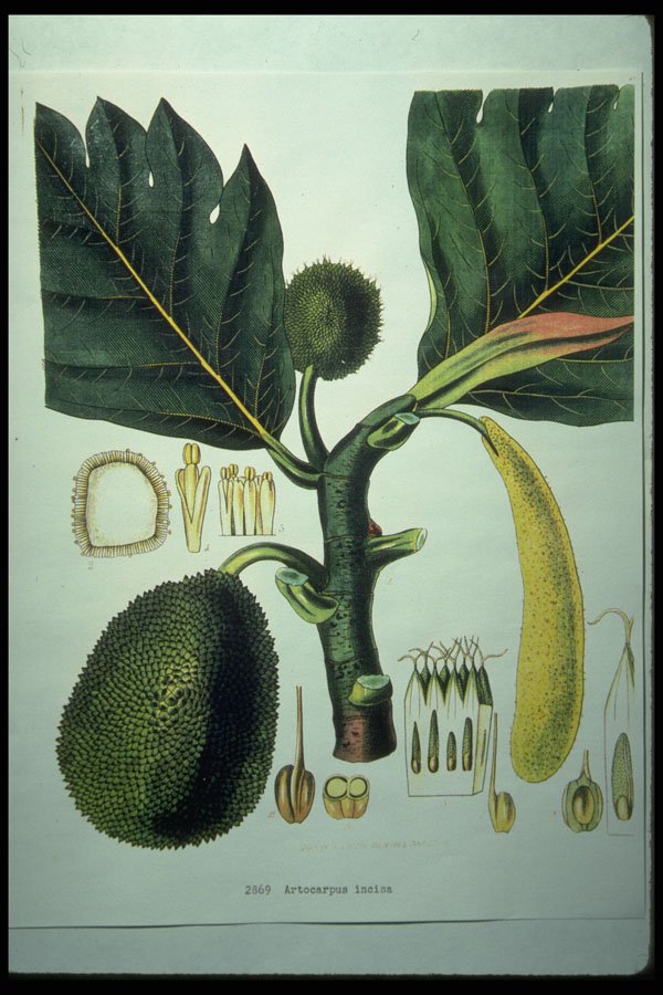 394050 Artocarpus Incisa A4 Photo Print