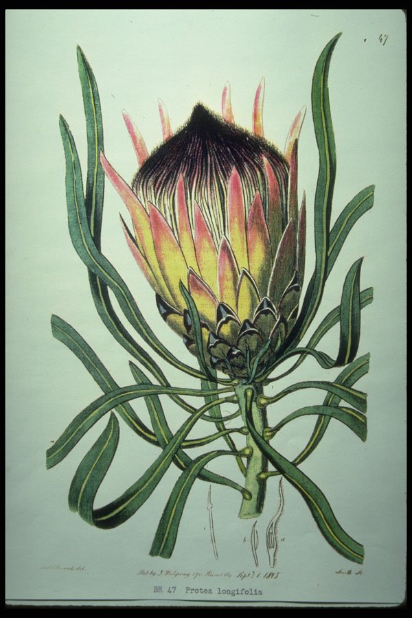 394051 Protea Longifolia A4 Photo Print