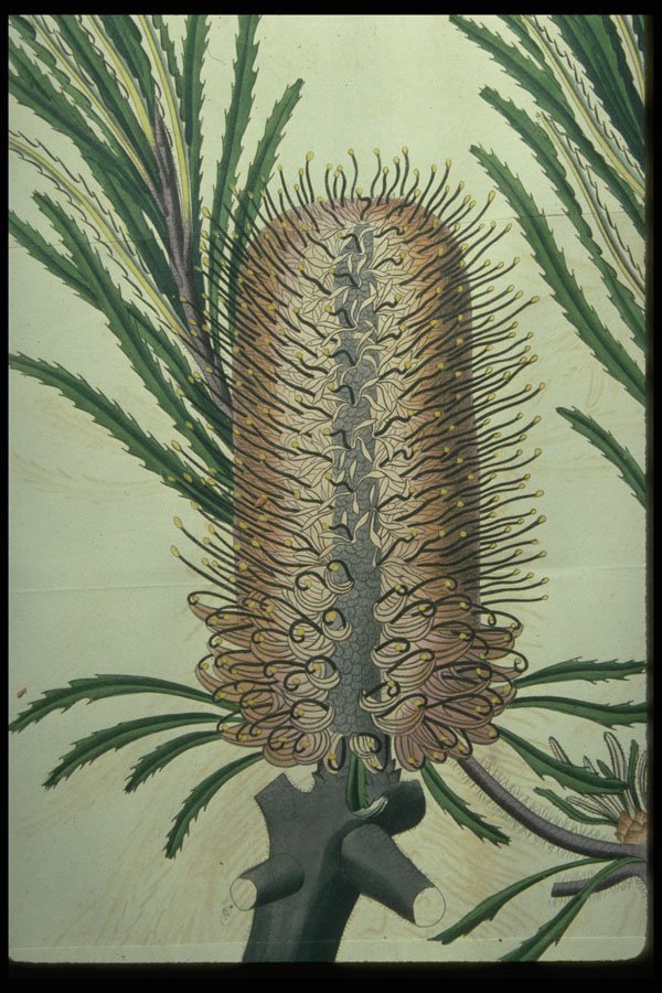 394052 Banksia Littoralis A4 Photo Print