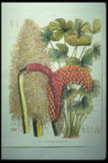 394053 Carludovica Rotundifolia A4 Photo Print